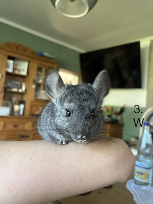 Chinchilla Jung Tiere 15 Wochen alt .