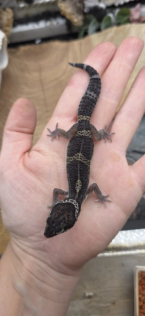 0.1 Black Night Leopardgecko 