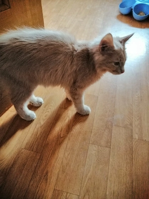  abi Katze 
