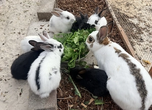 Kaninchenbabys suchen ein liebevolles Zuhause