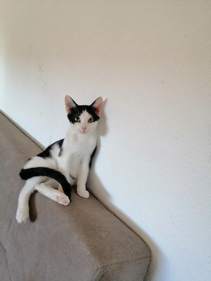 Junge Katze 