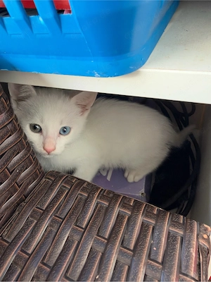 katzenbabys suchen ein neues Heim