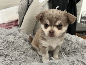 Langhaar Chihuahua Husky Bruno