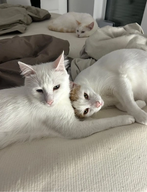 Zwei liebevolle Kater suchen ein neues Zuhause