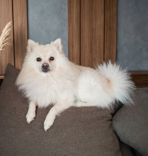 Liebevoller Spitz Rüde sucht ein neues Zuhause