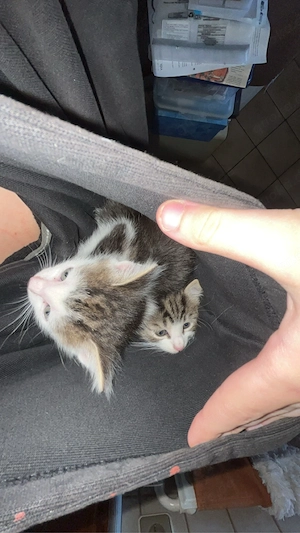 3 katzenbabys suchen zuhause 