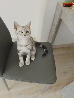 Bkh tabby Kater