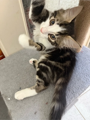 Dieses süße Maine-Coon-Mix-Kitten sucht ein liebevolles neues Zuhaus