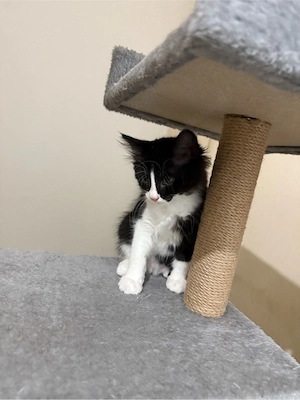 Dieses süße Maine-Coon-Mix-Kitten sucht ein liebevolles neues Zuhause