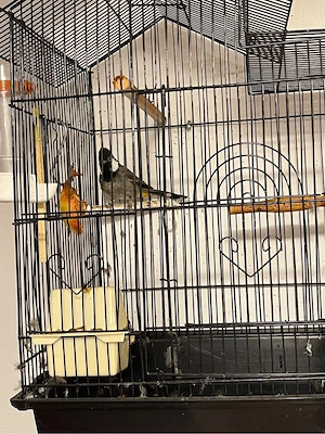 irakisches Bulbul