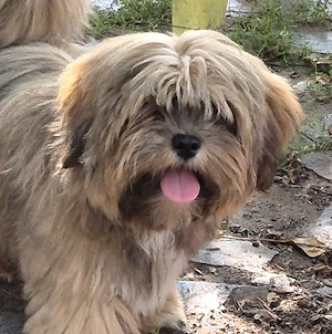 Lhasa Apso Junghunde aus langjähriger FCI VDH-Liebhaberzucht