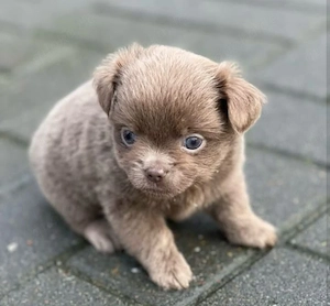 Chihuahua Welpe 