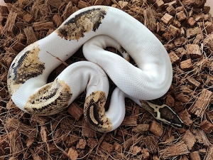 Königspython 1.0 Fire Piebald 