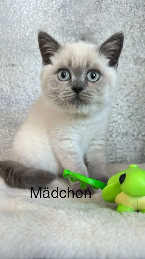 Reinrassige BKH-Kitten - kleine Traumkätzchen suchen ihr Zuhause
