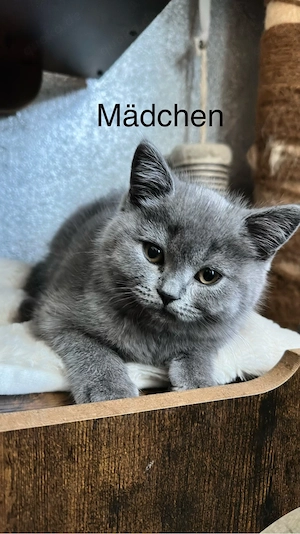 Reinrassige BKH-Kitten - kleine Traumkätzchen suchen ihr Zuhause Bild 7