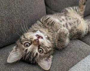 Kitten Mix zum verlieben 