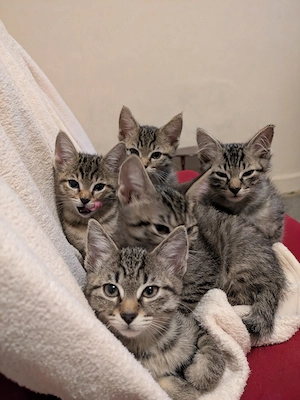 Kitten abzugeben 