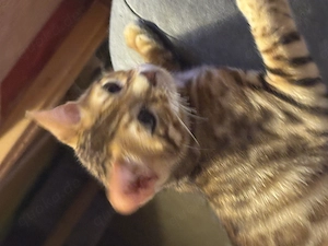 Hübscher Bengal Kater