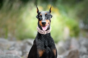Suche Dobermann Hündin,Welpe, Junghund,Kupiert,schwarz braun,DCM frei,Stammbaum,Notfellchen