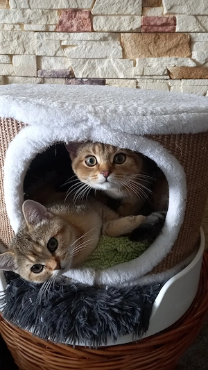 2 BKH Kitten (Geschwister) zu haben!