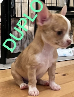 Chihuahua Welpe Kurzhaar 