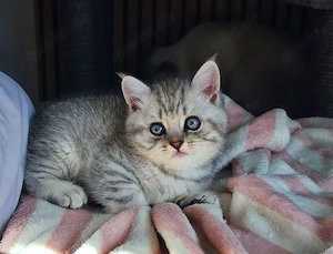 reinrassige BKH kitten 