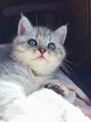 Reinrassige BKH Kitten noch 1 Mädchen 