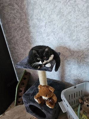 Britisch Kurzhaar Katze 