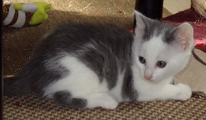 Junge Katzen suchen ein Zuhause