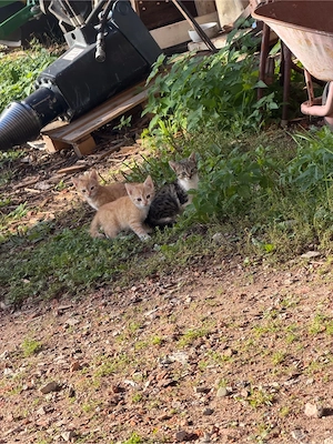 Katzenbabys 