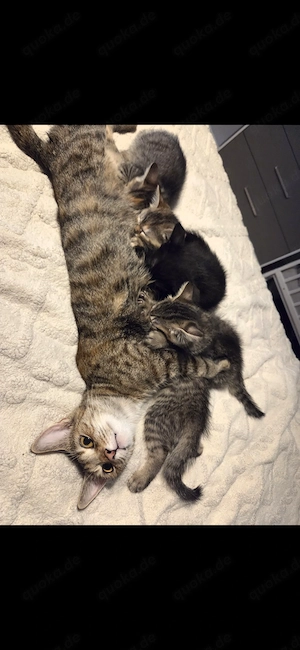 6 Baby Katzen Kitten 