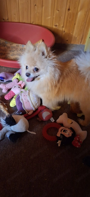 Süße Pomeranian-Hündin sucht liebevolles Zuhause 
