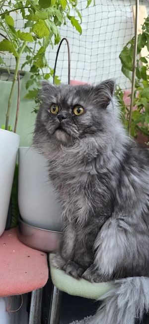 Kater nicht kastriert sucht Zuhause 