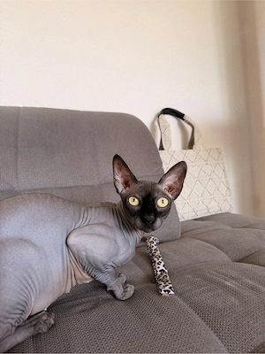 Sphynx Deckkater in Berlin gesucht