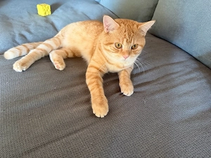 BKH Kater 9 Monate mit Bluttest 