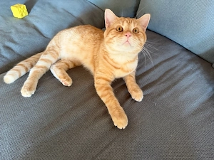 BKH Kater 9 Monate mit Bluttest 