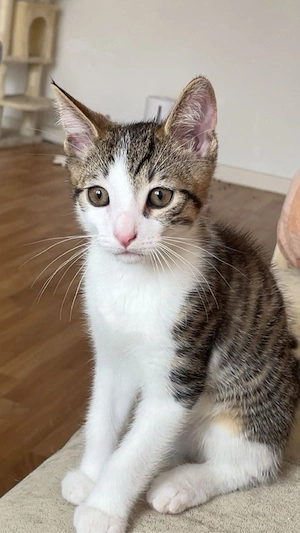 Lio sucht ein Neues Zuhause 