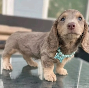Dachshund puppies available 