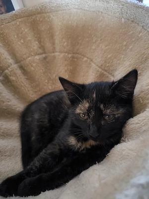 Katze rot schwarz