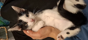 Diese süßen suchen noch ein für immer zu Hause <3