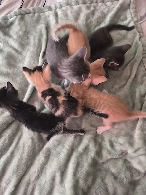 Super Niedliche Siam-Mix-Kitten