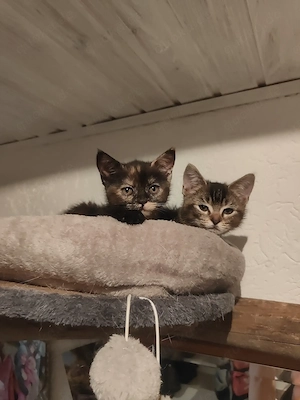 Katzen abzugeben 