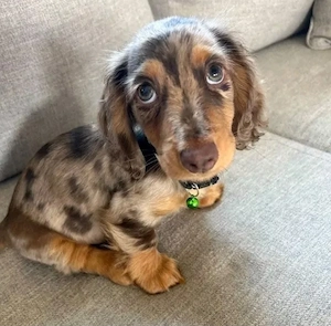 Dachshund puppy for sale 