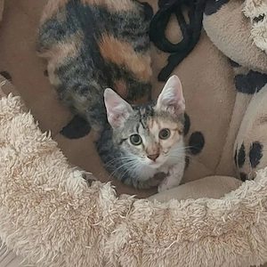Cyndi Glückskätzchen sucht ihr Glück