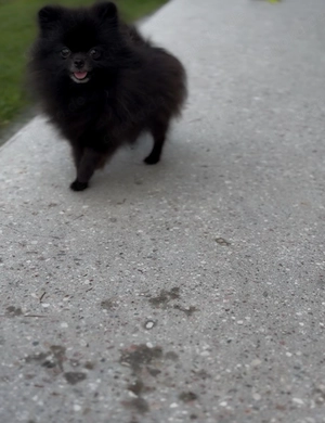 Erwachsenes Mimro Mädchen! Pomeranian, 1,3 kg