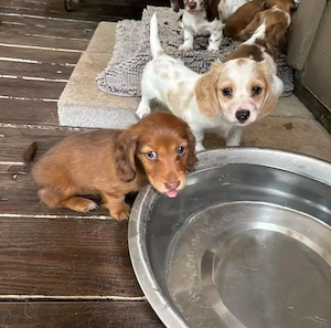 Dachshund available 