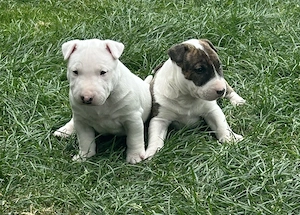 Miniatur Bullterrier 