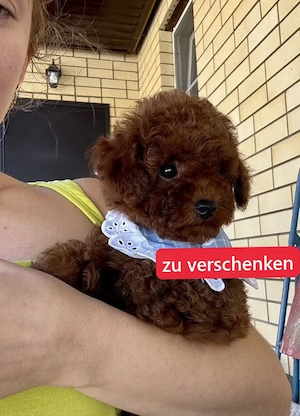 toypudel welpe in liebevolle hände
