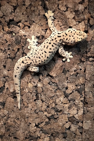 Saint Martin GeckoThecadactylus oskrobaoreinorum