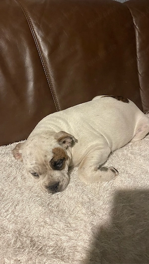 old englisch buldogge